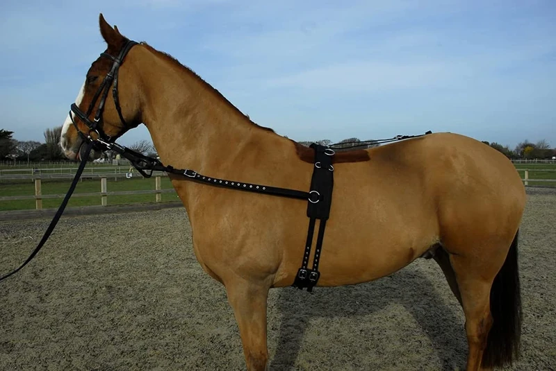 Rhinegold Training/ Breaking Set-Full