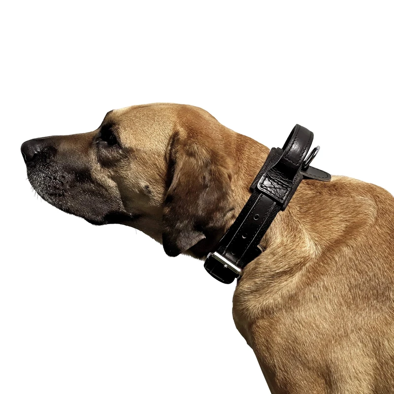 DINGO GEAR Drago Material Dog Collar, Amortized with Strong Wide Handle, Handmade, Neck Girth 48-56 cm, for Training and Walks, Pull Protection, Soft Padding, Black (S04024)