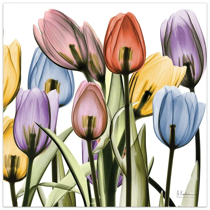 Empire Art Direct Frameless Free Floating Tempered Glass Panel Graphic Wall Art Ready to Hang, 24" x 24", Tulip Scape x-ray II