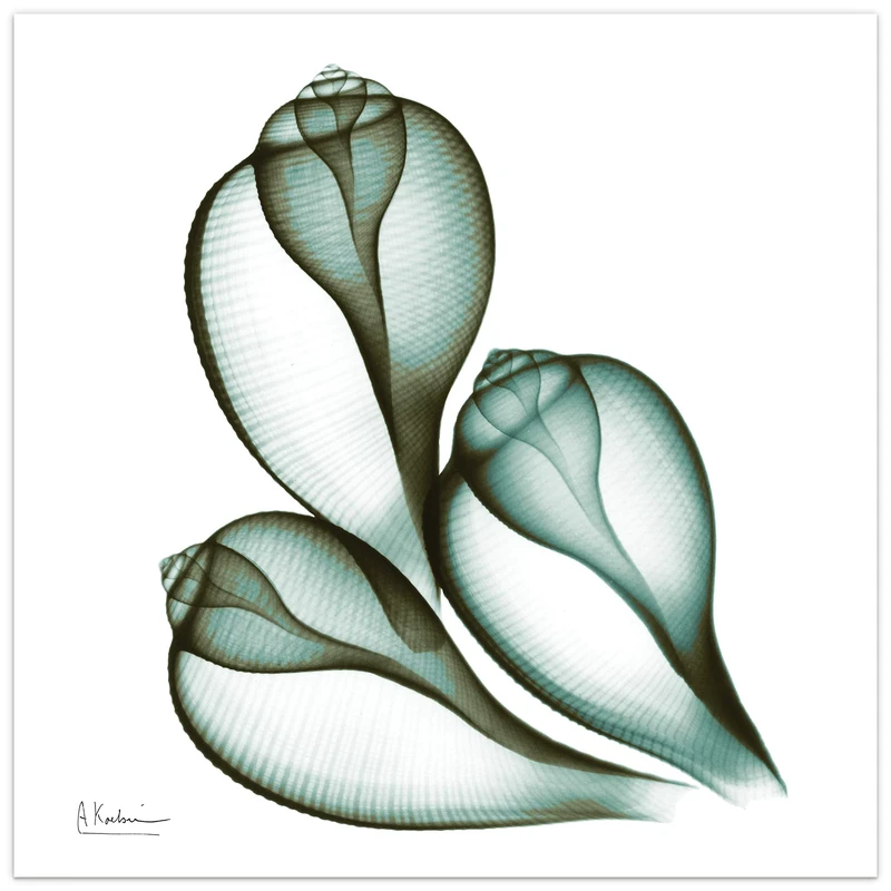 Empire Art Direct Coastal Serenity II Flower Wall Art on Frameless Free Floating Tempered Glass Panel Ready to Hang, Living Room, ＆ Office, 24" x 24" x 0.2"