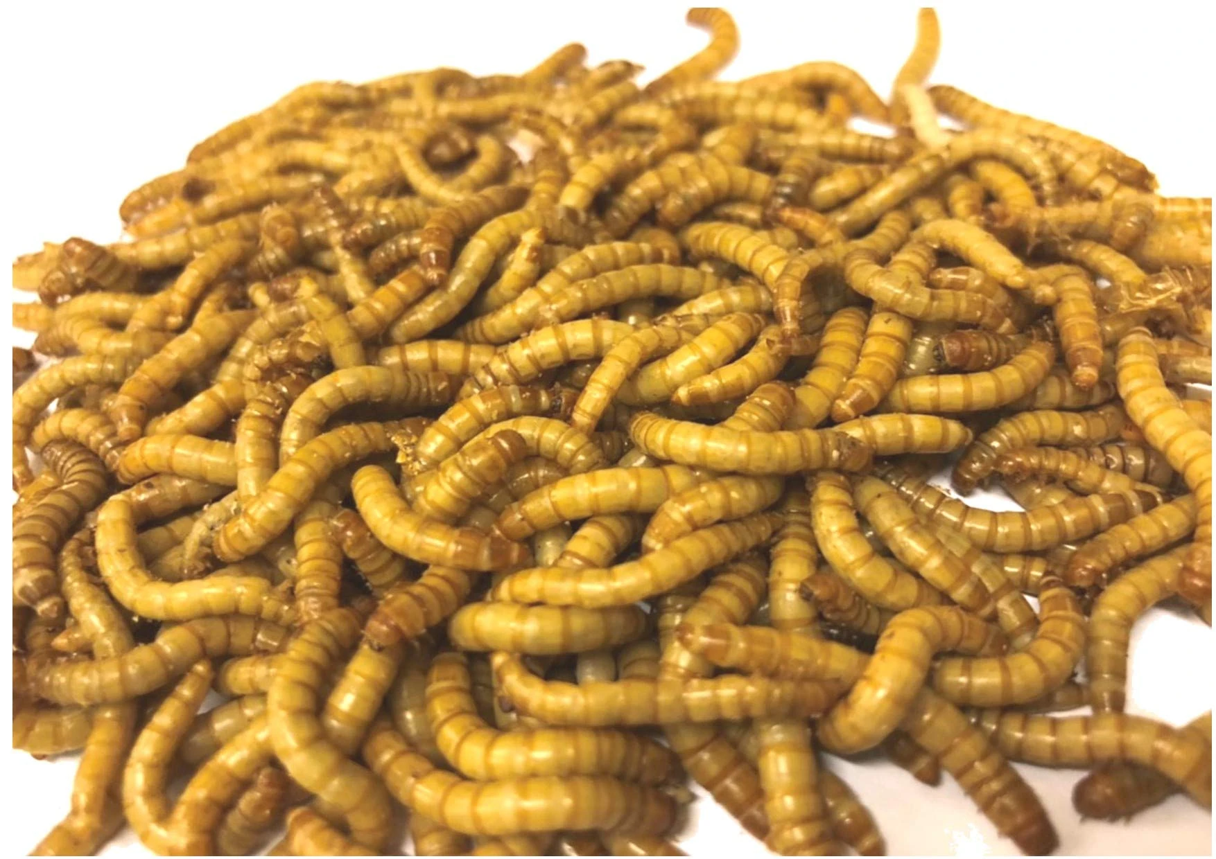 Livefood UK Live Mealworms Regular size 250g bag