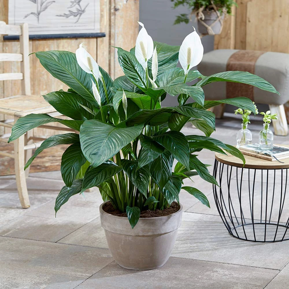 GardenersDream Spathiphyllum Peace Lily Plant in Pot - Real Indoor Air Purifying Plant - Healthy Indoor Potted Plants for Bedroom, Living Room - Housewarming Gifts for Home (20-30 cm)