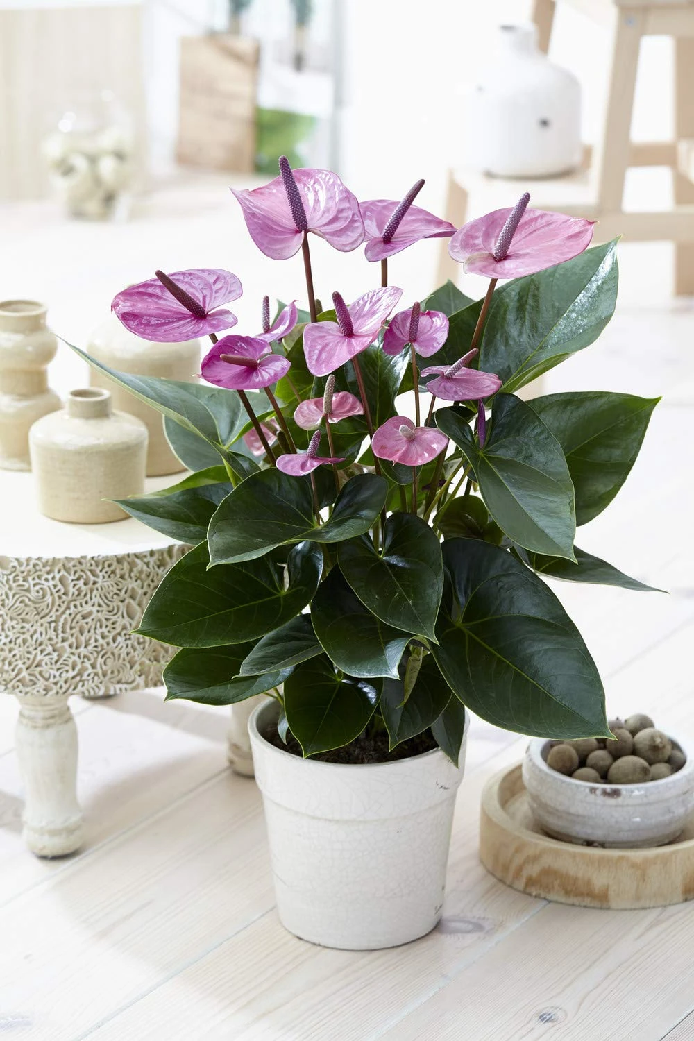 GardenersDream Purple Flamingo Anthurium Plant in Pot - Live Air Purifying Indoor Plants - Healthy Indoor House Plants for Desks and Shelves - Gifts for Plant Lovers (40-50 cm, incl. 13 cm Pot)