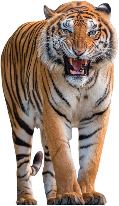 aahs!! Engraving Animal Life Size Cardboard Cutout Stand Up | Standee Picture Poster Photo Print (Tiger) - Image 1