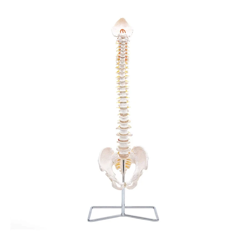 Elementary Anatomy 1022434 The Budget Spine – Life Size Flexible Human Spine Model