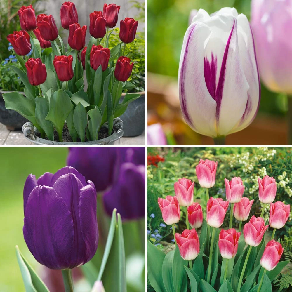 Tulip Collection 4 Different Varieties of Tulips Swathes of Mixed Colours Make an Excellent Cut-Flower 40 Bulbs by Thompson and Morgan