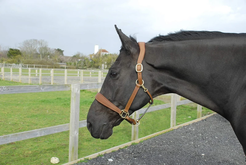 Rhinegold Anatomical Leather Headcollar