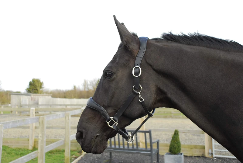 Rhinegold Softee Pro-Anatomic Headcollar