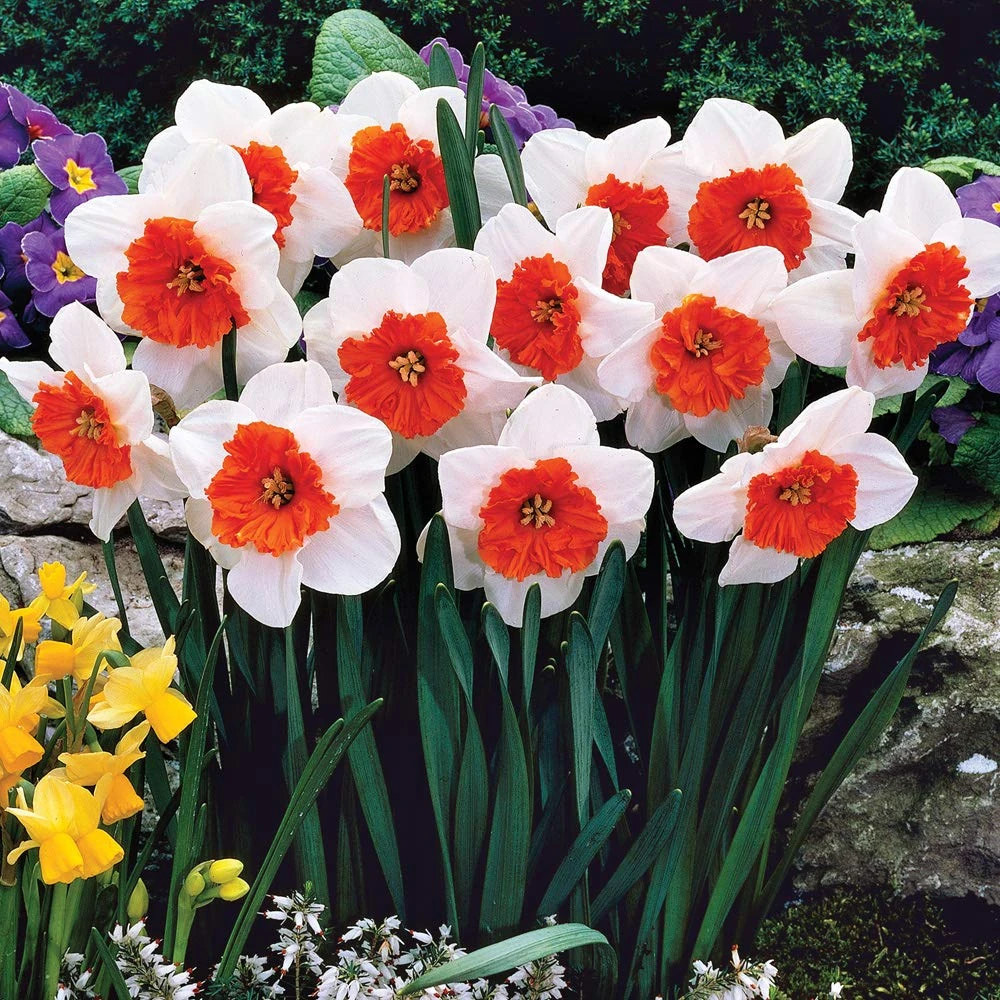 White & Orange Flower Blooms Daffodil Bulbs for Planting Now UK, Narcissus ‘Bella Vista’, Spring Flowering, Easy to Grow Your Own Garden Outdoor Flowers, 40x Daffodil Bulbs by Thompson and Morgan