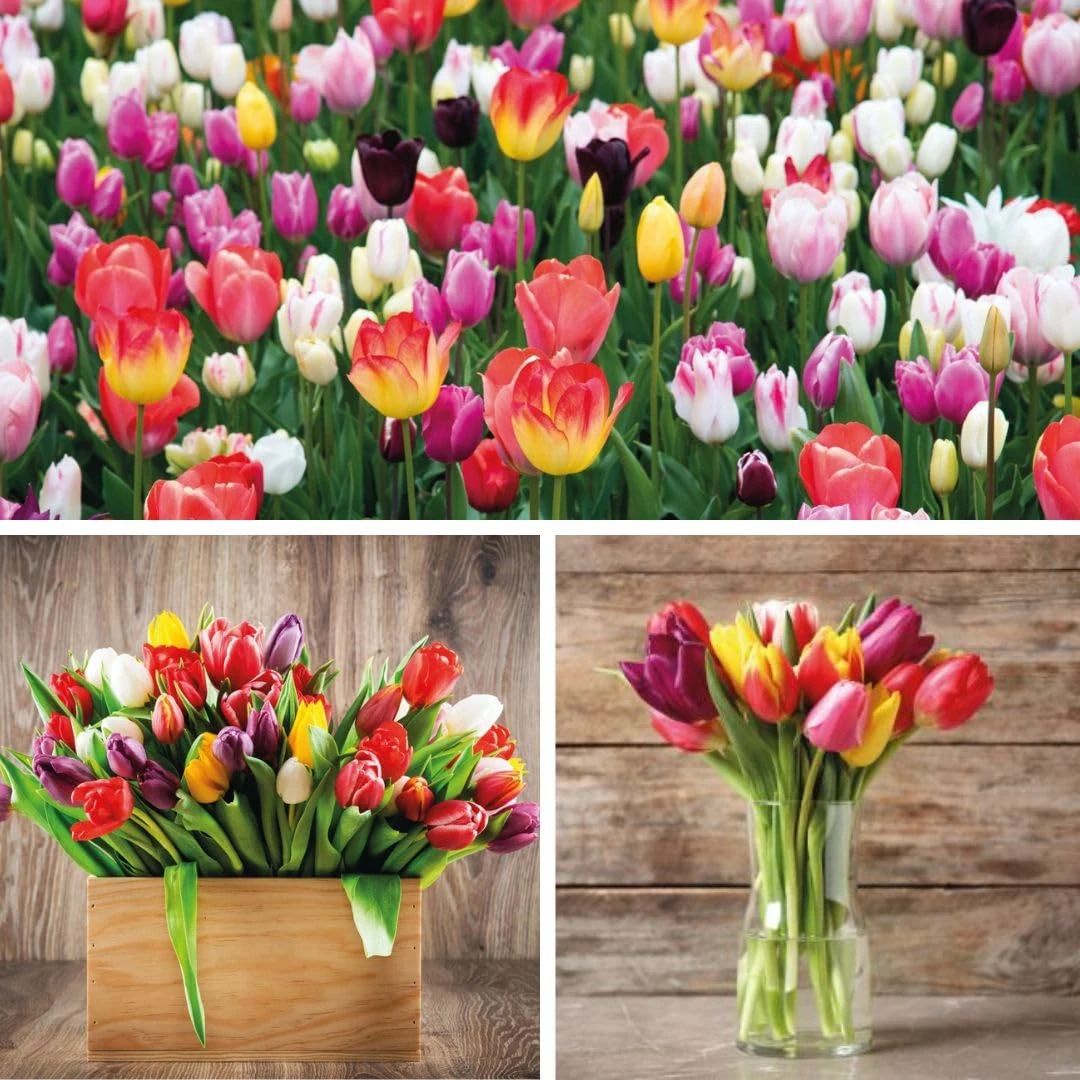 Triumph Tulip Bulbs Mixed x 100 – Vibrant Spring Blooms – Hardy, Easy to Grow Tulips for Garden Borders & Containers – Ideal for Cut Flowers – 100x -Pack by Thompson and Morgan