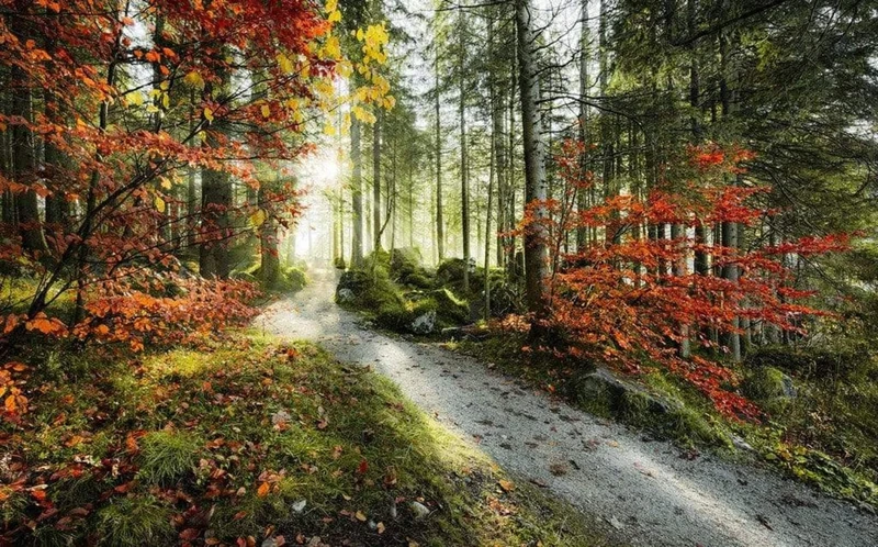 Komar SHX9-031 Non-Woven Photo Wallpaper with Fire Design XXL Decoration Nature Landscape Bedroom Living Room Office Hallway 450 x 280 cm Wide x Height Multi-Coloured