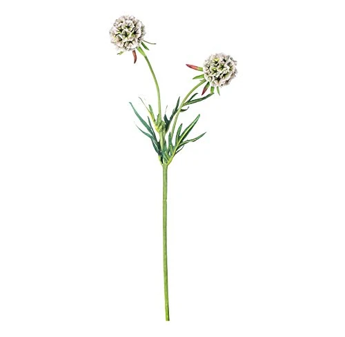 EUROCINSA Ref.43300C02 2 FLOWER MAFIL, Box of 12pcs, Ivory, 56cm