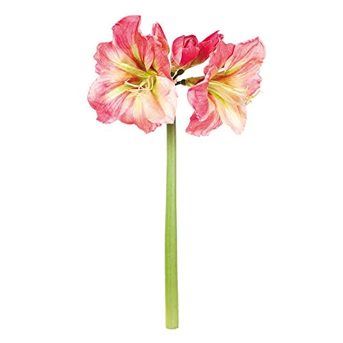 EUROCINSA Ref.60328C25 YELLOW ROSA-FUCSIA, Box of 6pcs, 75cm