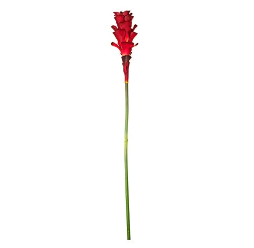 EUROCINSA Ref.65600C27 GINGER GRANATE AND GREEN ANTORCHA, Box of 12pcs, 73cm