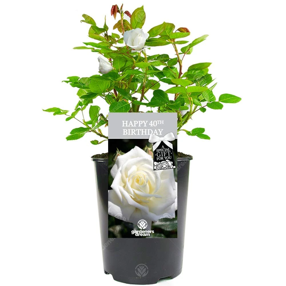 Happy Birthday Rose - 40th Birthday Gift - Help Celebrate Someone Special's 40th with a Unique Living Plant Gift