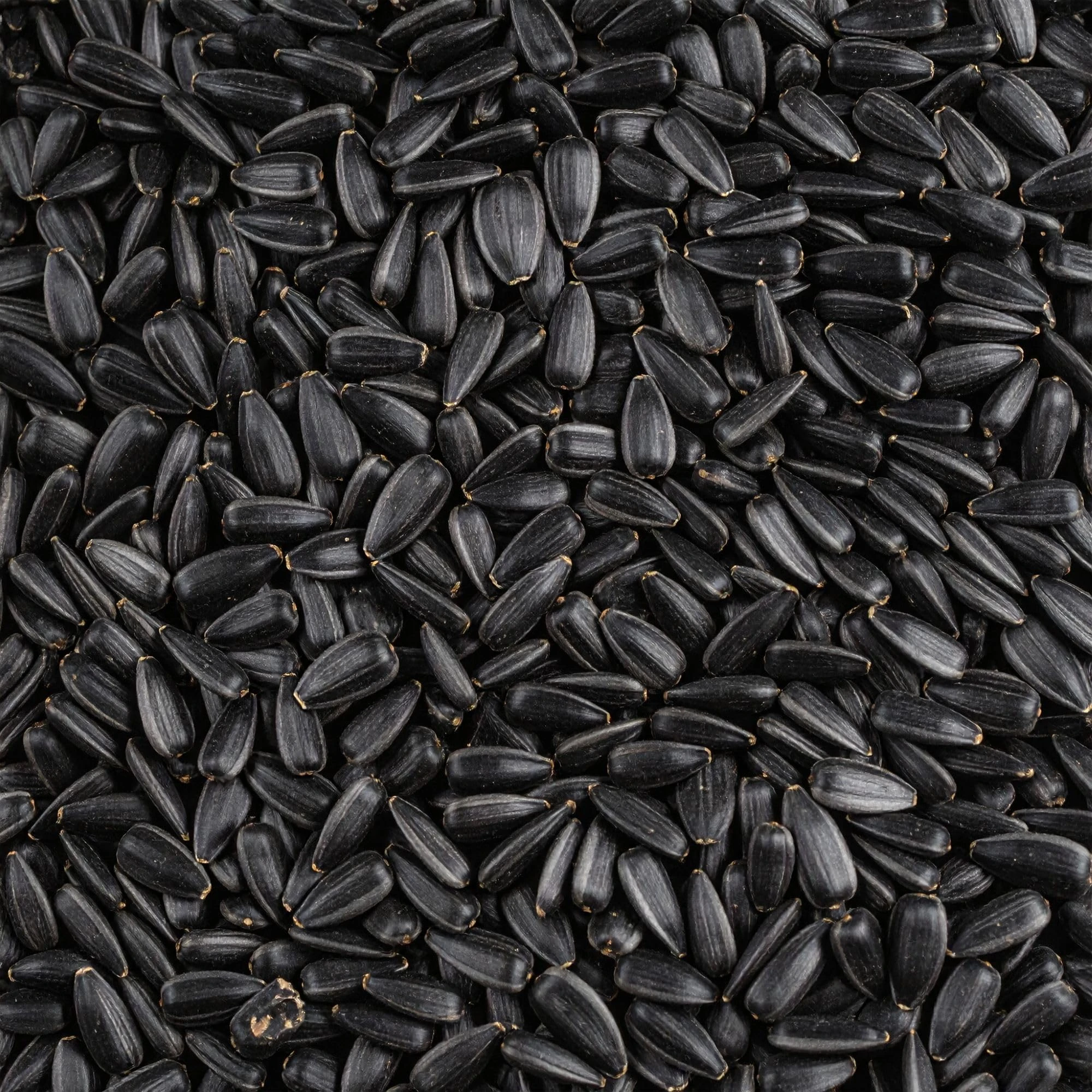 Leagrams Black Sunflower Seeds for Wild Birds (25.1kg) - Rich in Protein & Oil, High-Energy Bird Food
