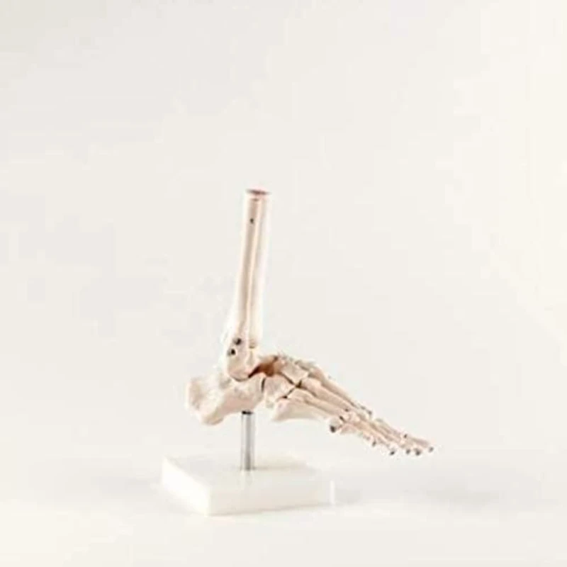 Xincheng Scientific Model, Educational Tool, Helps Students Understand the Morphology of the Foot Joints, Life Size Foot Joint With Fixed Ankle Joint