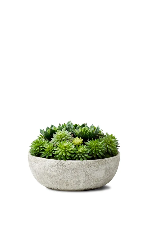 Serene Spaces Living Echeveria Succulent Mix in Bowl, Perfect for Weddings and Home Décor, Real Looking Succulent for Decoration, Measures 10in Diameter x 7in High, Sold Individually