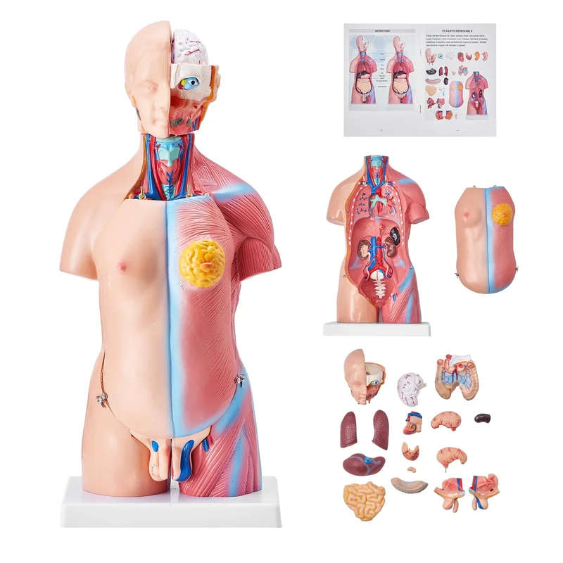 VEVOR Human Torso Anatomy Model 45cm, 23 Detachable Parts, Unisex, PVC Plastic, Educational Teaching Tool for Classroom