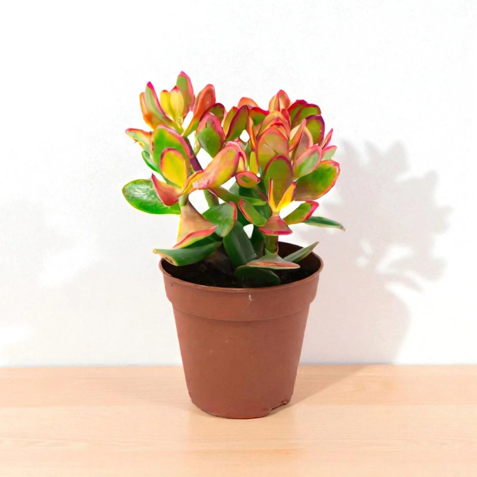 Carbeth Plants Crassula Ovata Money Penny Plant in 12cm Pot - Live Indoor Succulent Houseplant - Easy Care Jade Plant for Home or Office