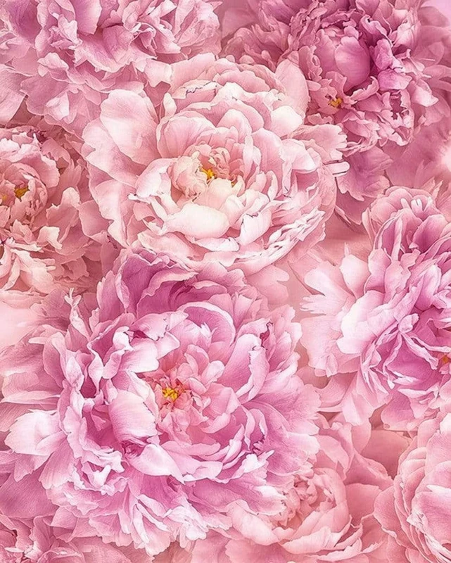 Komar Non-Woven Photo Wallpaper - Soave - Size 200 x 250 cm (Width x Height) - Wall Wallpaper Living Room Bedroom Flowers Pink Office Hallway Decoration Wall Picture - P009-VD2