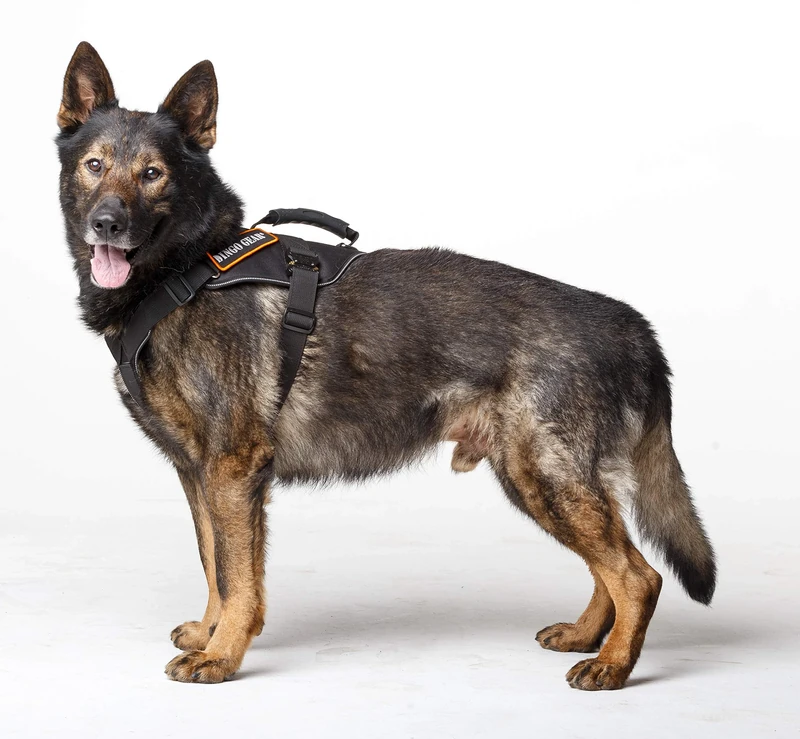 DINGO GEAR Cobra Extreme Dog Harness with a Strong Handle, Reliable Safety System Handmade Black Size M S03202