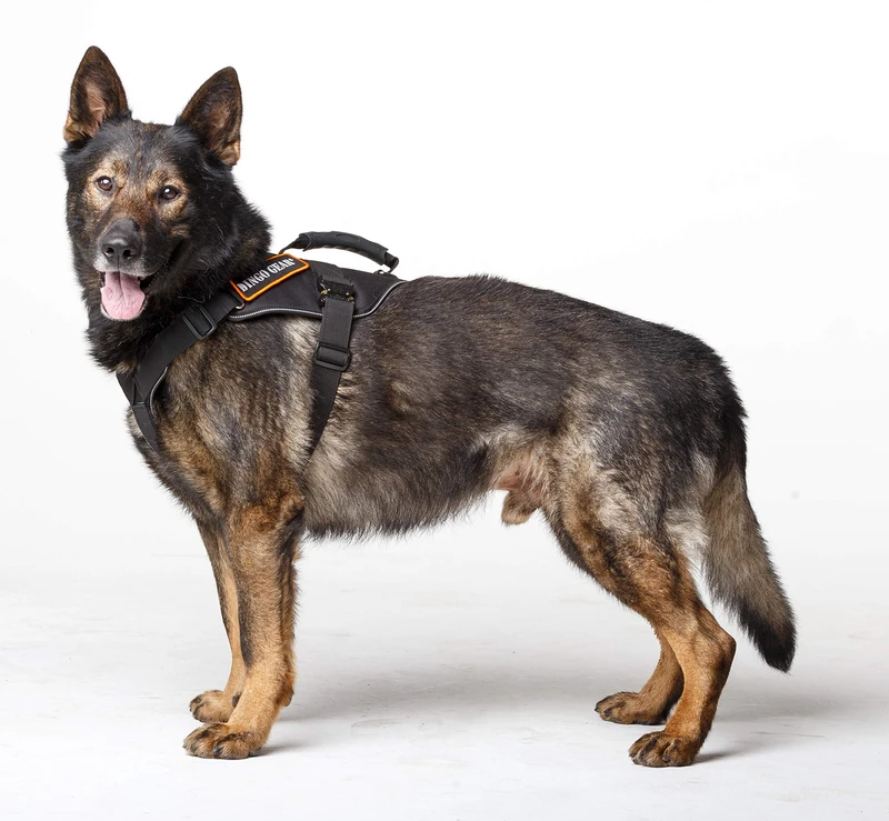 DINGO GEAR Cobra Extreme Dog Harness with a Strong Handle, Reliable Safety System Handmade Black Size L S03203 - Image 1