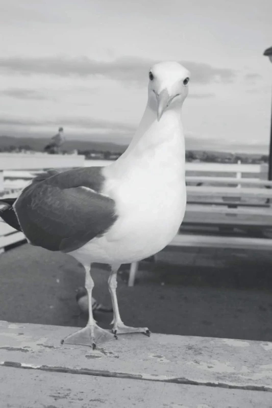 Como descolonizar uma tese em antropologia no sentido estrito do termo