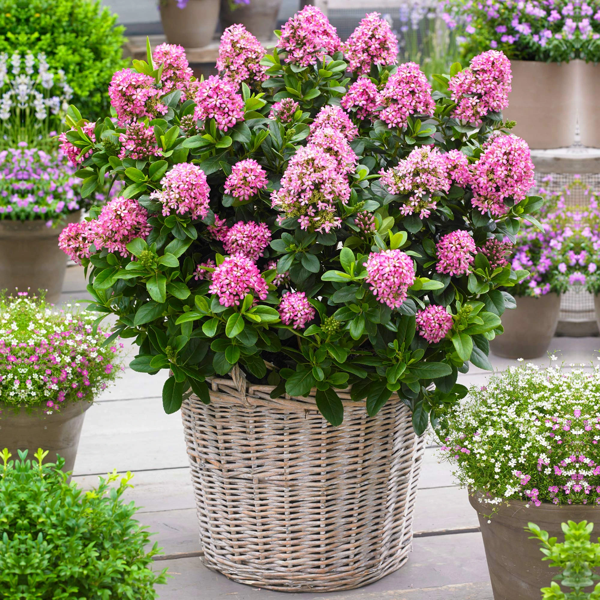 GardenersDream Escallonia Laevis Pink Elle Plant in Pot - Outdoor Garden Ready Evergreen Shrub - Low Maintenance Flowering Shrub for Gardens, Borders and Patios (9cm Pot, 20-30cm)