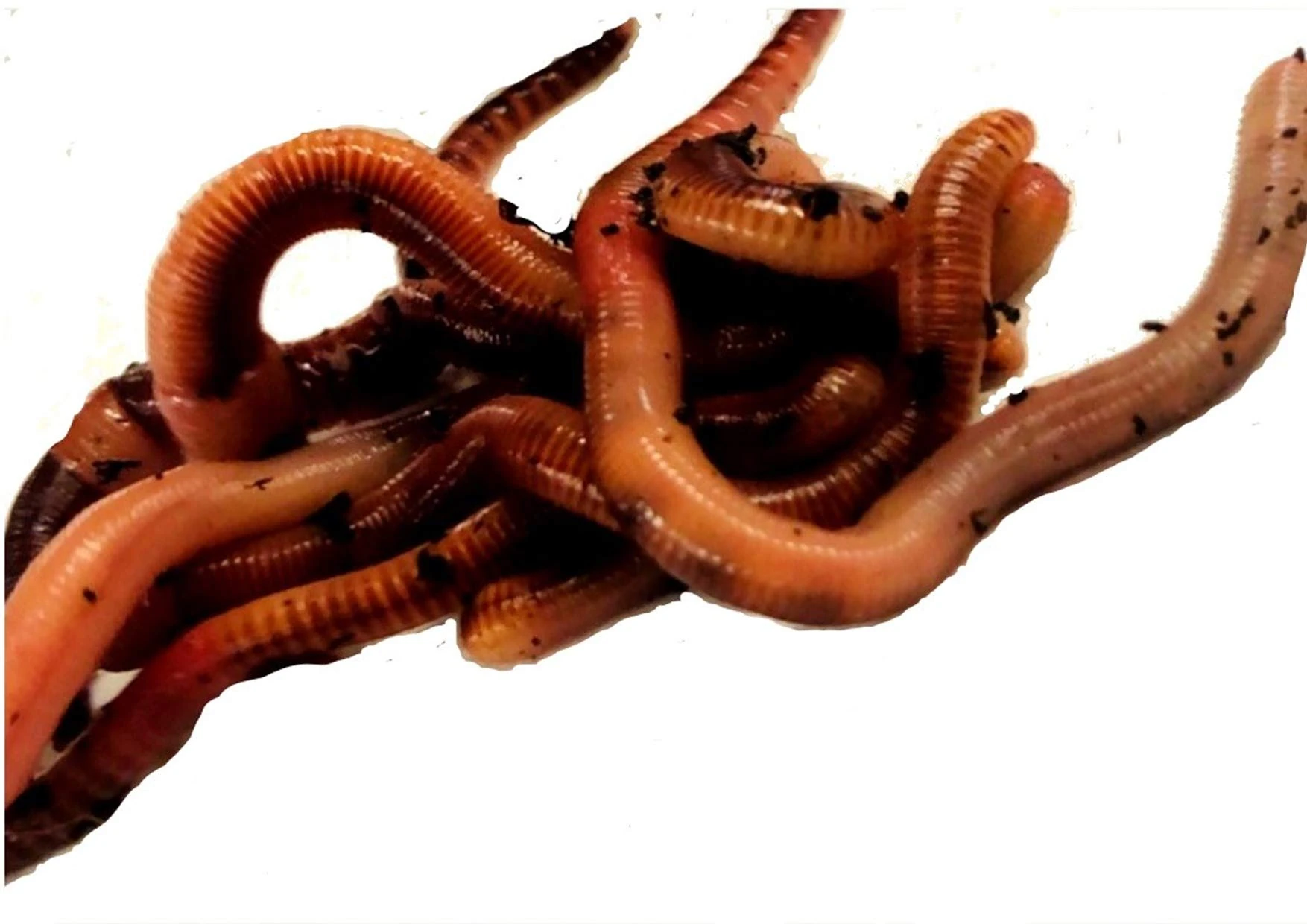 The Mealworm Company LIVEFOODS DIRECT DEN1 DENDROBAENA (EARTHWORM) 1 tub of 15