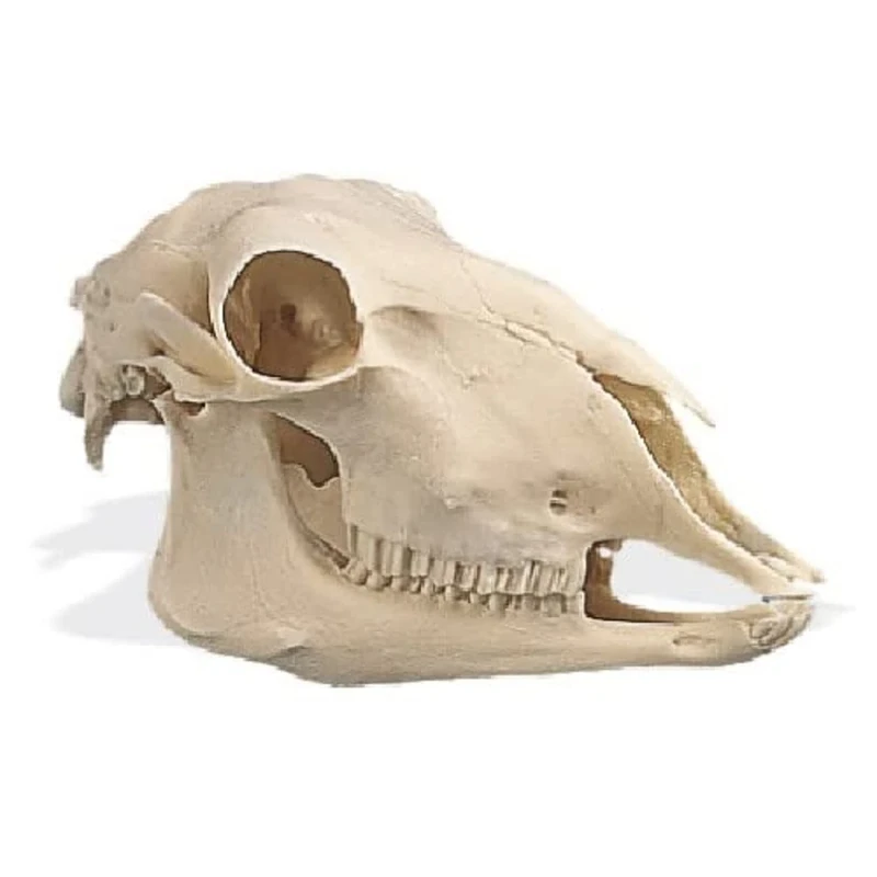 3B Scientific Sheep Skull (Ovis aries), Replica