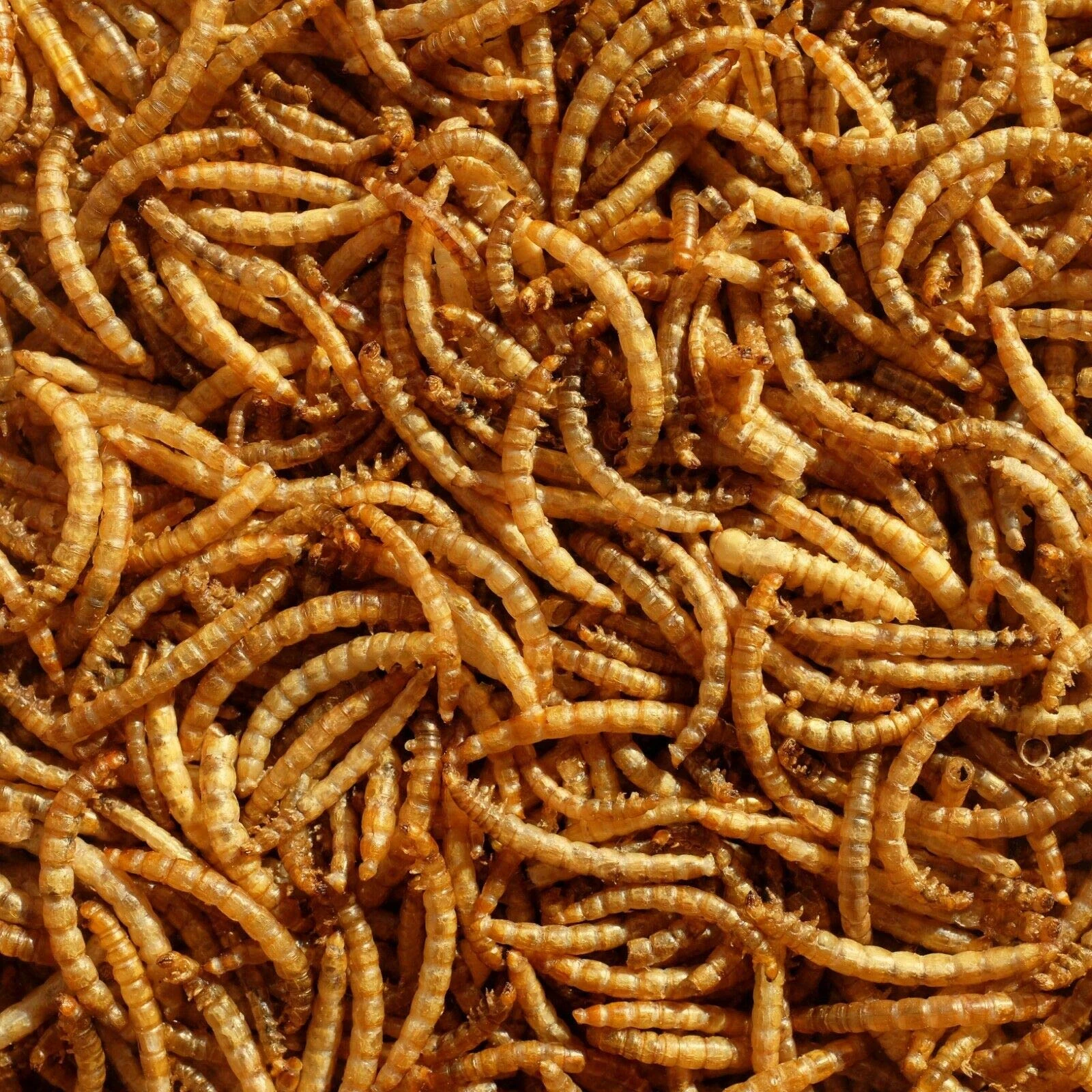 Premium Dried Mealworms, 2.5 Litre