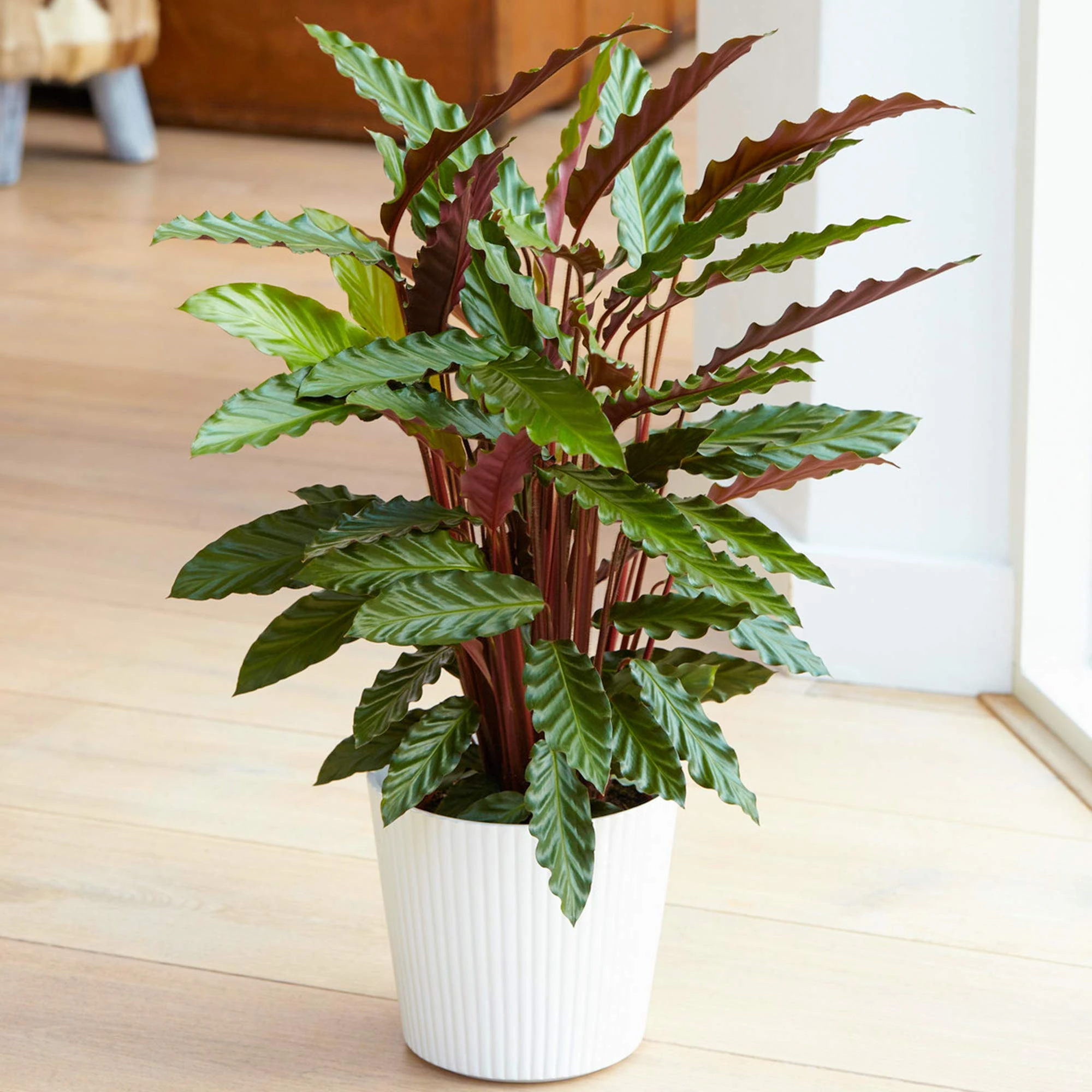 GardenersDream Calathea Elgergrass Plant - Healthy Air Purifying Indoor Plant - Live Indoor Potted Plants for Shelves, Desks, and Window Ledges - Gifts for Plants Lover (30-40 cm incl. 12 cm Pot)