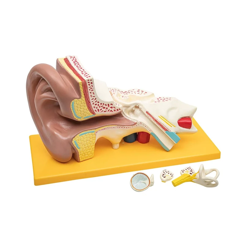 Elementary Anatomy - Budget 4 Part Human Ear Anatomy Model with Base - 3 Times Enlargement - School Teaching