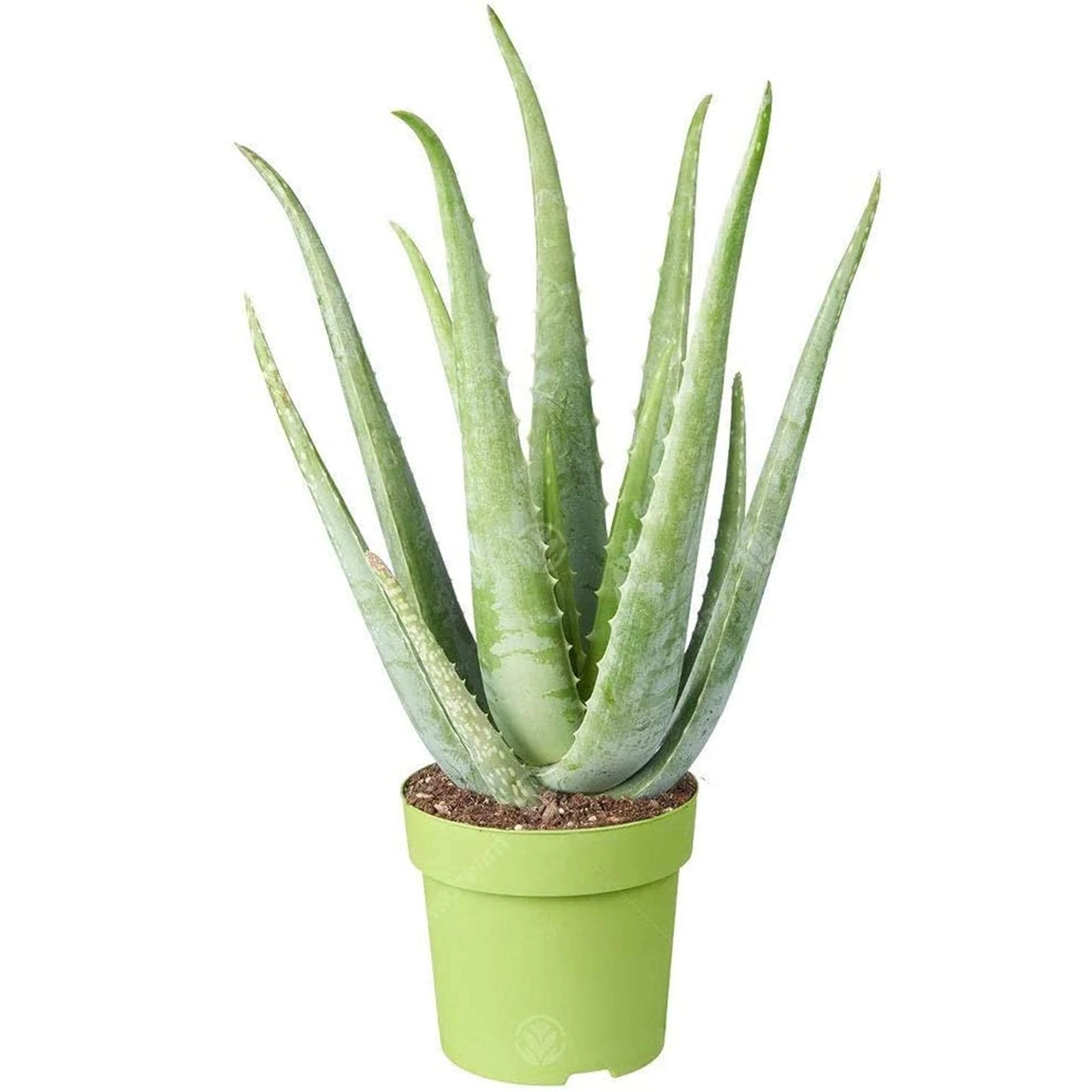 Medicinal Aloe Vera Therapeutic Indoor Office Plant in Pot