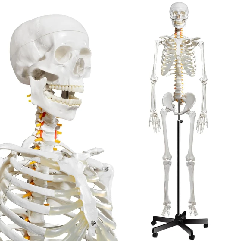 breesky Fivtyily Human Skeleton Model for Anatomy- Life Size Medical Human Skeleton Model with Nervous System 70.8 in with Rolling Stand for Medical Study and Display 3 Posters - Image 1
