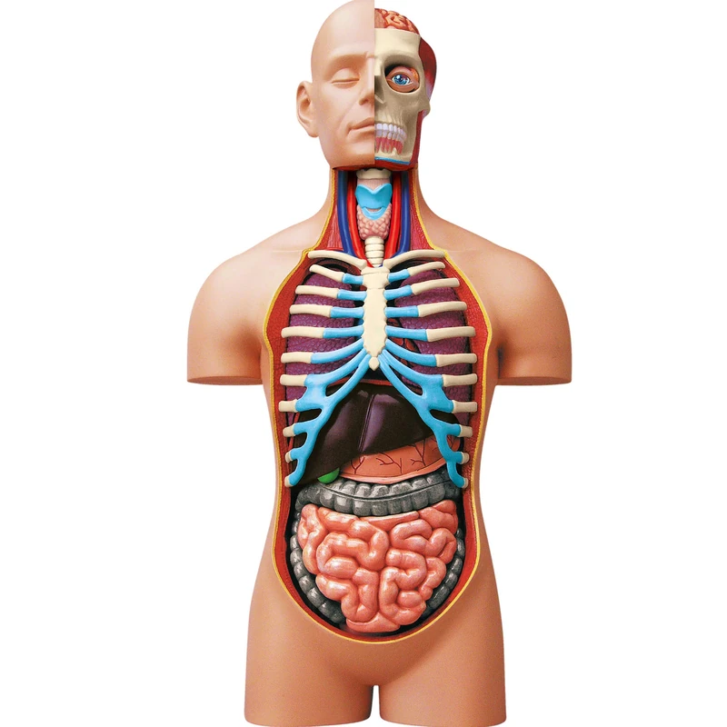 EXPLORA 546080 Realistic Model of 54 Pieces 40 cm Torso + Detachable Elements + Base – Discovery Kit – From 8 Years