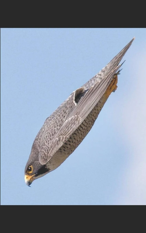 The Quantum Age of the Falcon (the Lost Books of Atlantis) - Image 1