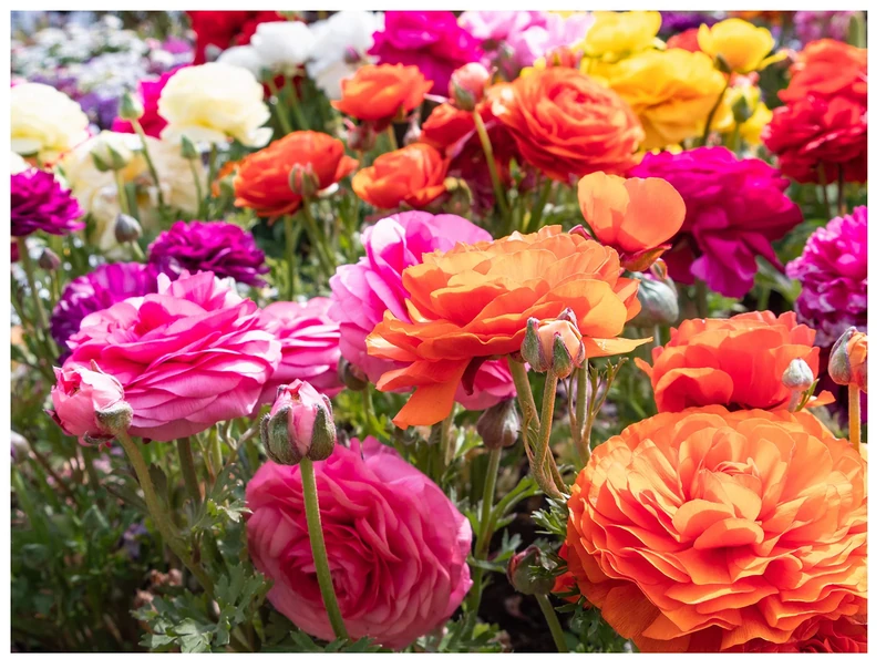 10 x Ranunculus asiaticus Mix Summer Flowering Bulbs Persian Buttercup Aviv Colourful Cut Flower Corms Size 5/6