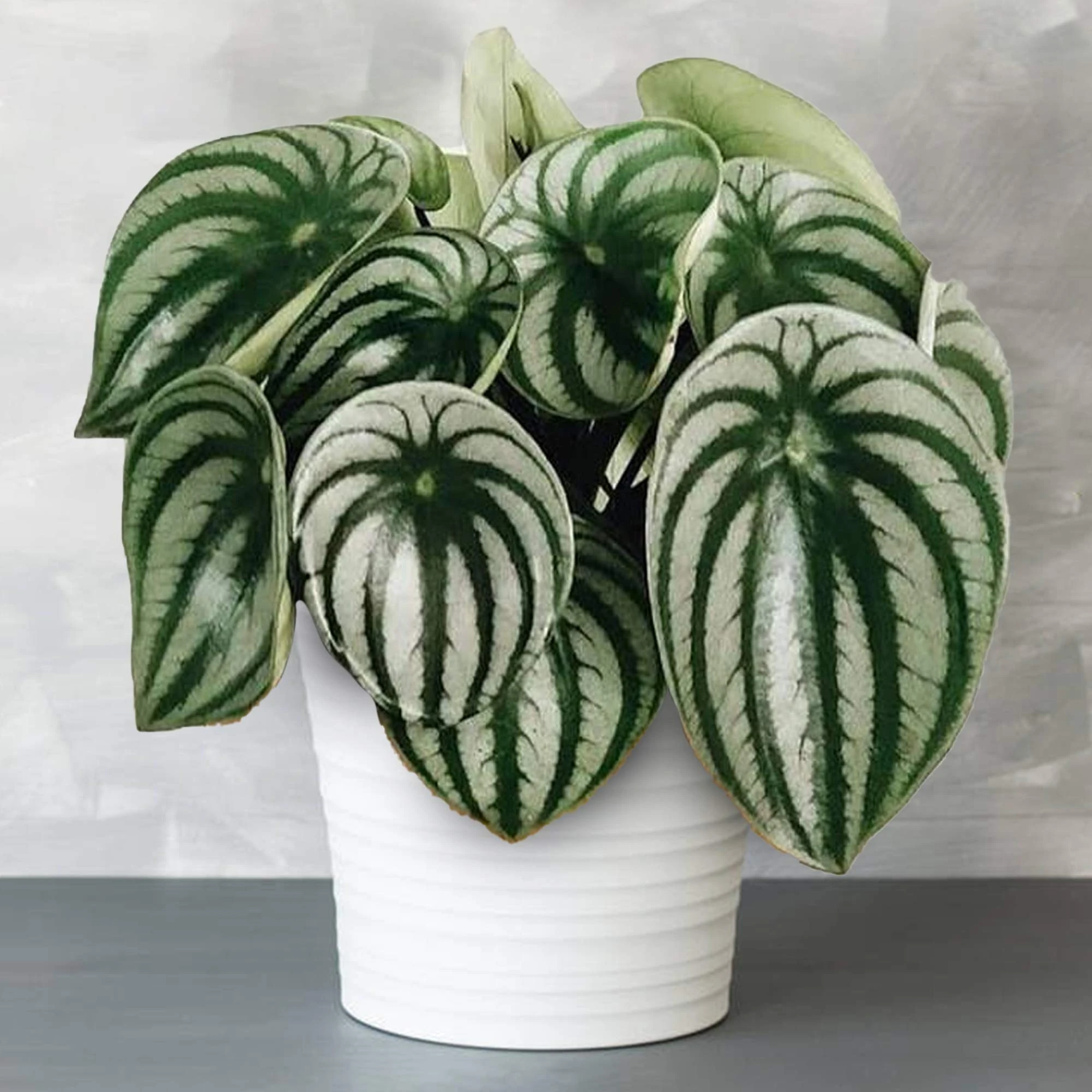 1 x Premium Peperomia Argyreia | Ideal for Home or Office | 15-25cm Potted Plant