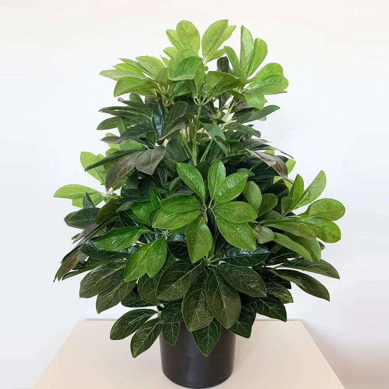 WELLHOME WELL HOME MOBILIARIO & DECORACIÓN Artificial Green Ficus Plant 60cm Height with Pot - Image 1