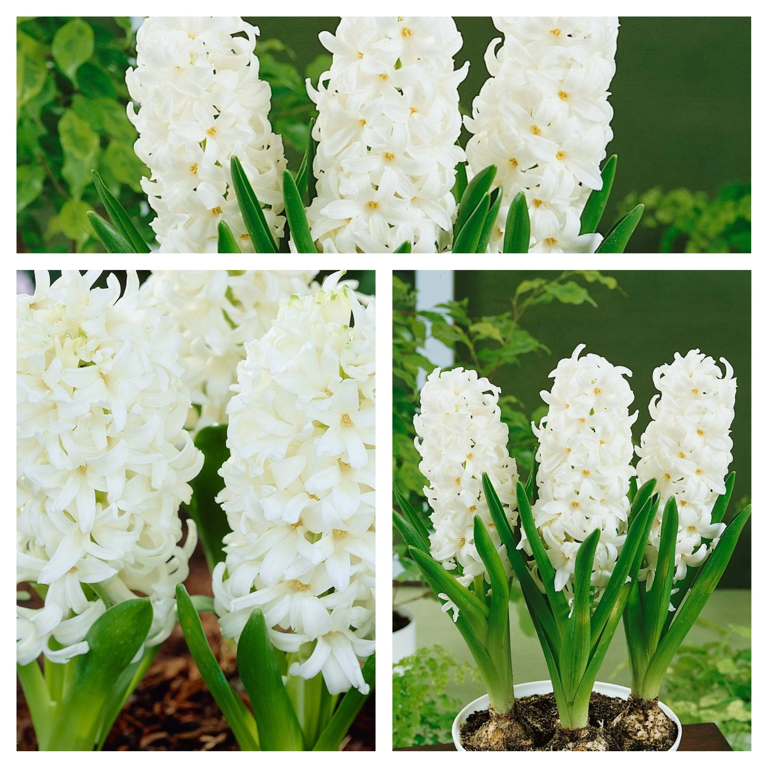Hyacinth White Pearl Flower Bulbs. Size 15/16 (30)