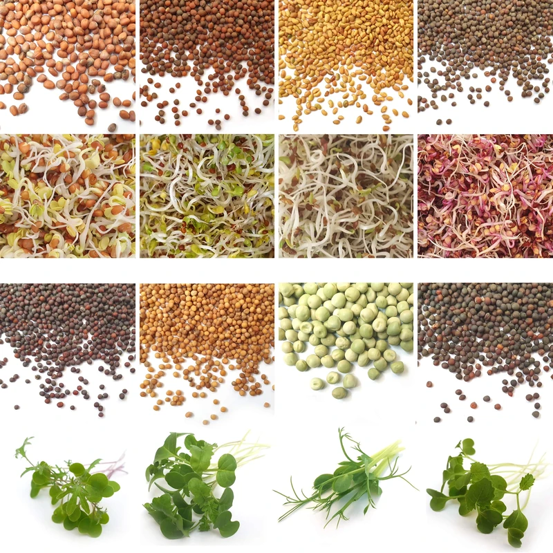 Verdant Republic Organic Sprouting Microgreen Seeds 8 Variety Starter Packs (295g) - Broccoli, Alfalfa, Red Cabbage, Pea, Cress, Kale, Radish | High Germination to Sprouts & Microgreens