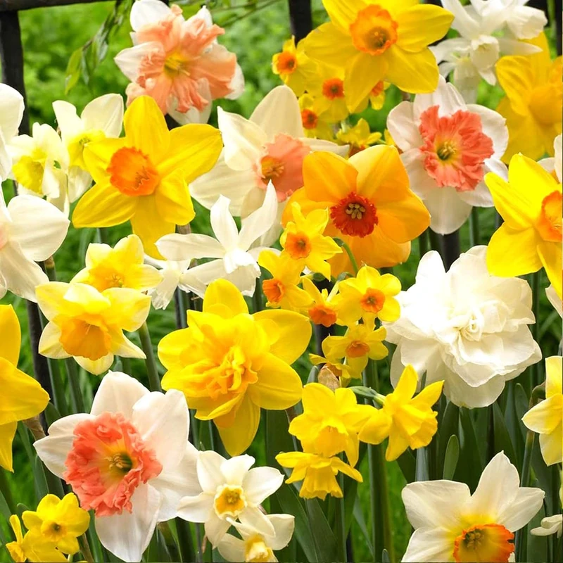 14 x Dwarf Daffodil Mixed Bulbs - Compact Free Flowering Perennial - Ideal for Beginner Gardener - Must Have - Fragrant & Attractive - for Your Beautiful Garden