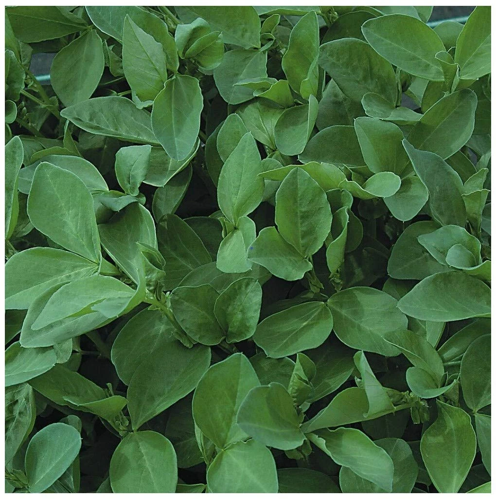 PREMIER SEEDS DIRECT - Green Manure Seeds - Field Bean (Maris Bead) (500 Grams)