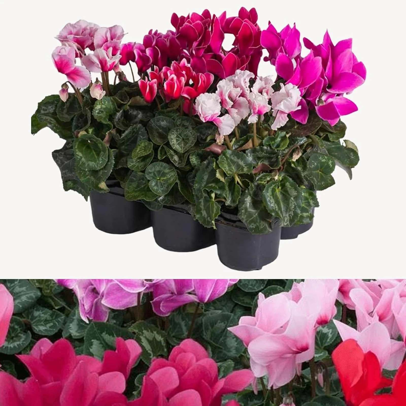 Carbeth Plants Cyclamen 6 Plants in 9cm Pots - Mixed Ready to Plant Autumn & Winter Flowering Potted Perennials - Instant Colour Compact Garden Shrubs for Borders, Pots & Rockeries