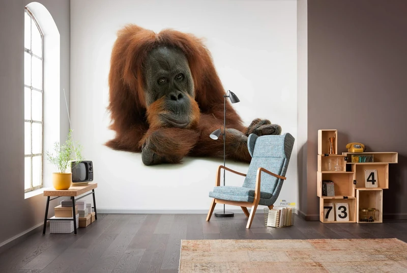 Komar NGX6-002 National Geographic Vlies Fototapete von Oran Uthan-Größe 300 x 280 cm-Tapete, Wanddekoration, Tierporträt, Tierbild, AFFE, Wohnzimmer Photographic Wallpaper, Brown, White, 3W x 2.8L m - Image 1