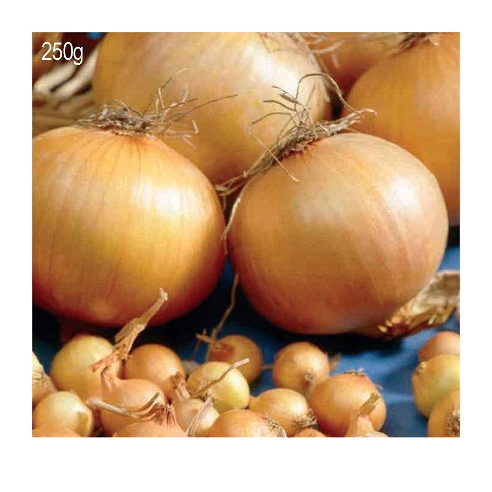 250 Grams x Onion Sets Radar- Outstanding Performer -Mild Crisp Flavour- for a Beautiful Kitchen Garden