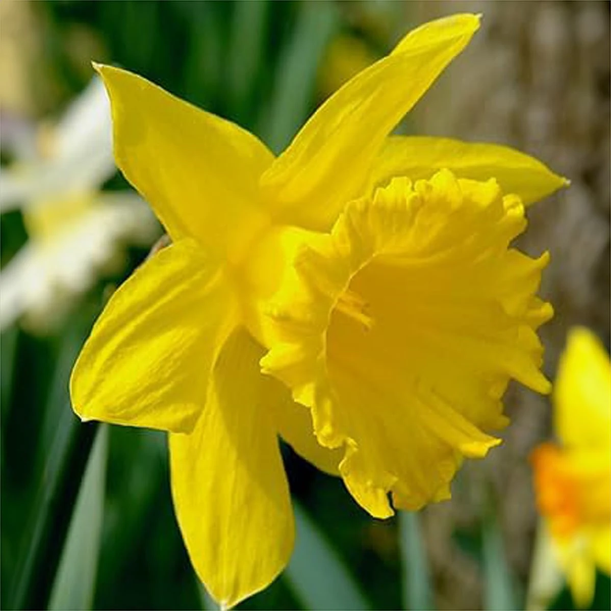 King Alfred Daffodil Bulbs 5kg – Medium Sack Approx. 100 Large Bulbs of Large Trumpet Yellow Daffodils – Plant in Gardens, Borders & Flowerbeds – by Jamieson Brothers