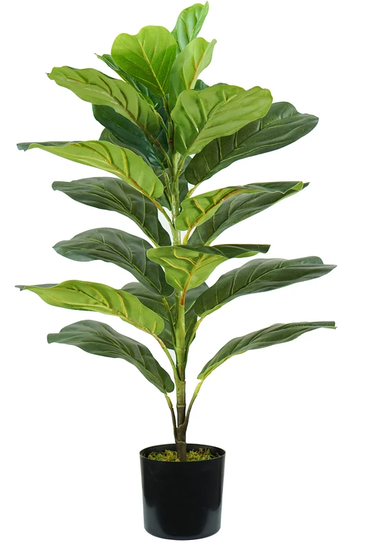 PLANT FICUS LYRATA H. 75 cm 21 LEAVES - Image 1